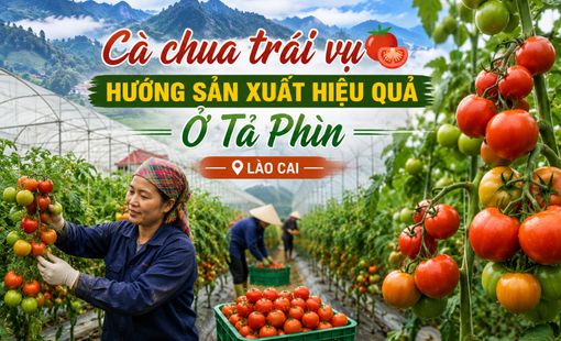 Cà chua trái vụ Tả Phìn: Hướng đi mới nâng cao giá trị nông nghiệp vùng cao