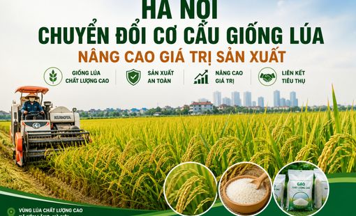 Hà Nội chuyển đổi cơ cấu giống lúa, phát triển vùng lúa chất lượng cao và nâng cao giá trị hạt gạo