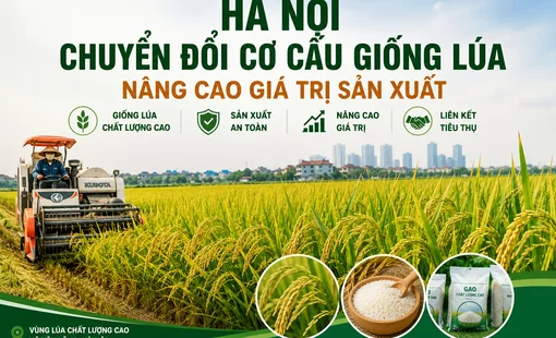 Hà Nội chuyển đổi cơ cấu giống lúa, phát triển vùng lúa chất lượng cao và nâng cao giá trị hạt gạo