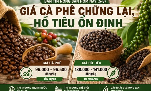 Giá nông sản hôm nay (5/8): Giá cà phê chững lại, hồ tiêu tiếp tục đi ngang