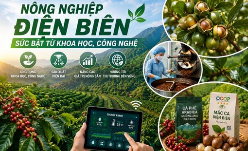 Nông nghiệp Điện Biên: Sức bật từ khoa học, công nghệ và tư duy sản xuất hiện đại