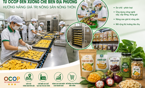 Từ OCOP đến xưởng chế biến địa phương: Hướng nâng giá trị nông sản nông thôn