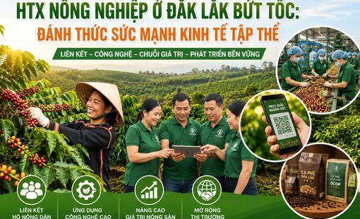 HTX nông nghiệp Đắk Lắk bứt phá: Động lực mới cho kinh tế tập thể và chuỗi giá trị nông sản