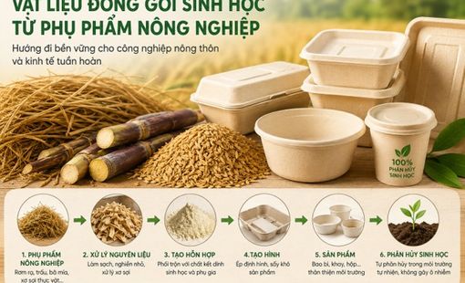 Vật liệu đóng gói sinh học từ phụ phẩm nông nghiệp: Khi công nghiệp nông thôn bước vào kinh tế tuần hoàn