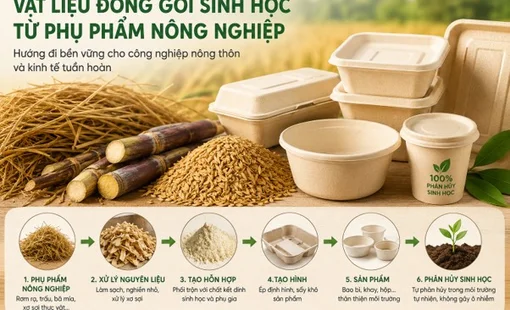 Vật liệu đóng gói sinh học từ phụ phẩm nông nghiệp: Khi công nghiệp nông thôn bước vào kinh tế tuần hoàn