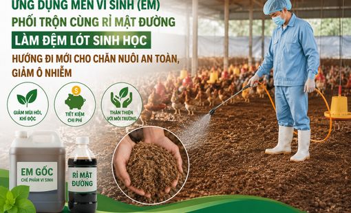 Ứng dụng men vi sinh phối trộn rỉ mật đường làm đệm lót sinh học: Giải pháp mới cho chăn nuôi an toàn, giảm ô nhiễm