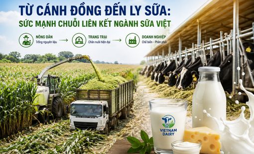 Từ cánh đồng đến ly sữa: Sức mạnh chuỗi liên kết ngành sữa Việt