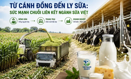 Từ cánh đồng đến ly sữa: Sức mạnh chuỗi liên kết ngành sữa Việt