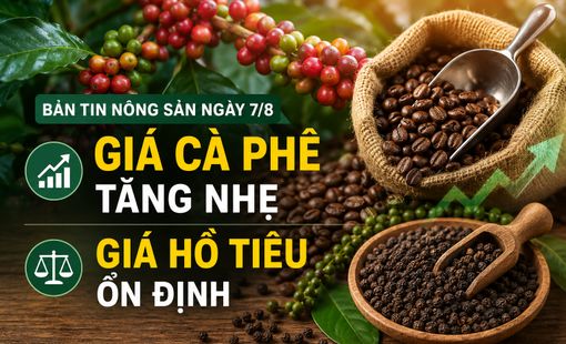 Giá nông sản hôm nay ngày 7/8: Giá cà phê tăng nhẹ, tiến sát mốc 100.000 đồng/kg; hồ tiêu giữ đà ổn định