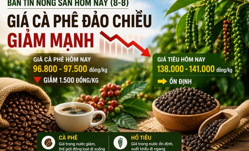 Giá nông sản hôm nay 8/8: Giá cà phê đảo chiều giảm mạnh, hồ tiêu giữ ổn định
