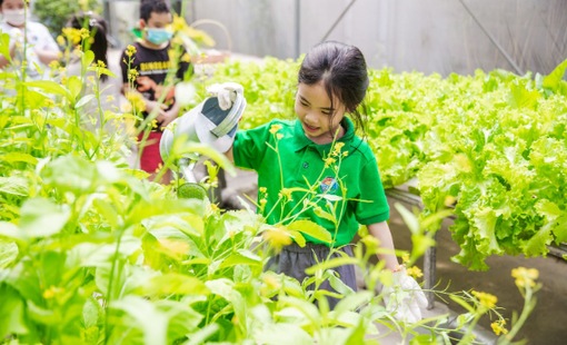 Vườn trường sinh thái: Từ luống rau nhỏ đến lớp học xanh, bữa ăn lành