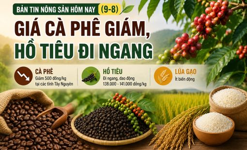 Giá nông sản hôm nay (9-8): Giá cà phê giảm, hồ tiêu đi ngang