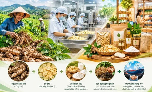 Một nguyên liệu, nhiều tầng giá trị: Vì sao chế biến đang mở ‘mỏ vàng’ cho nông thôn?