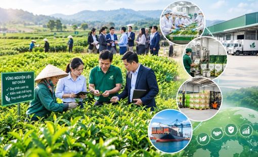 Một vùng nguyên liệu, nhiều doanh nghiệp cùng cần: Lợi thế thuộc về ai?