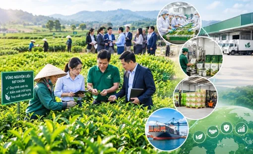 Một vùng nguyên liệu, nhiều doanh nghiệp cùng cần: Lợi thế thuộc về ai?