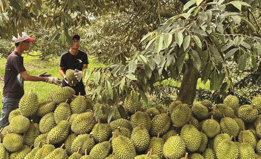 Xuất khẩu sầu riêng 8 tháng đạt gần 2 tỷ USD: Tăng trưởng mạnh, áp lực chất lượng lớn