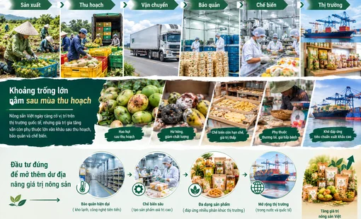 Nông sản Việt mất giá trị ở đâu? Khoảng trống lớn nằm sau mùa thu hoạch
