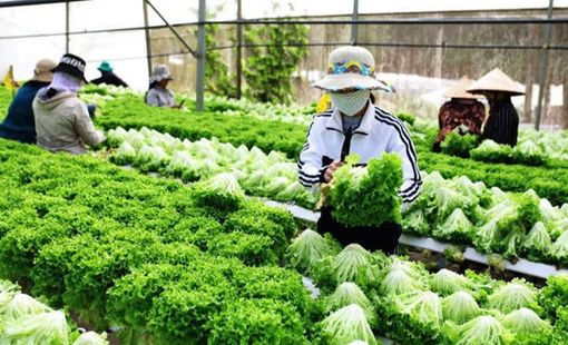 Lâm Đồng mở rộng hợp tác với Trung Quốc, đón dòng vốn vào nông nghiệp và công nghiệp