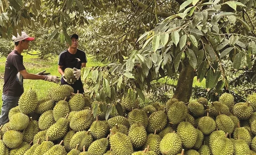 Giá sầu riêng hôm nay 14/9: Sầu Thái tăng 7.000 đồng/kg tại Đồng Nai