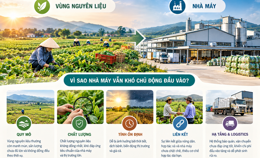 Có vùng nguyên liệu, vì sao nhà máy vẫn khó chủ động đầu vào?