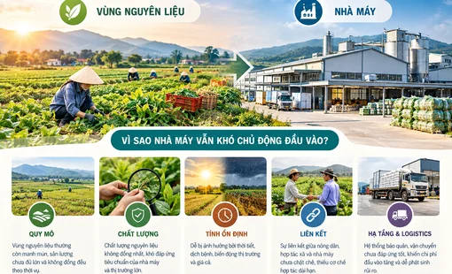 Có vùng nguyên liệu, vì sao nhà máy vẫn khó chủ động đầu vào?