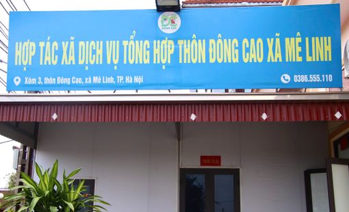 Vựa rau Đông Cao giữa những đổi thay của vùng đất Mê Linh