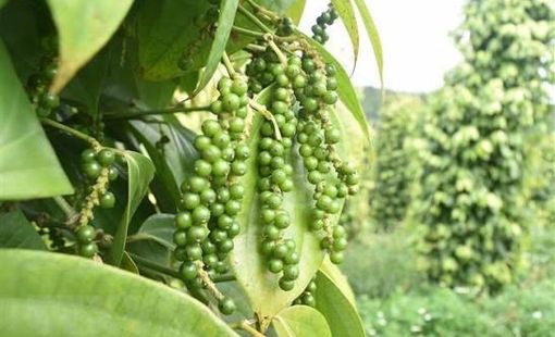 Giá nông sản hôm nay 15/9: Tiêu, cà phê đi ngang, lúa gạo ổn định