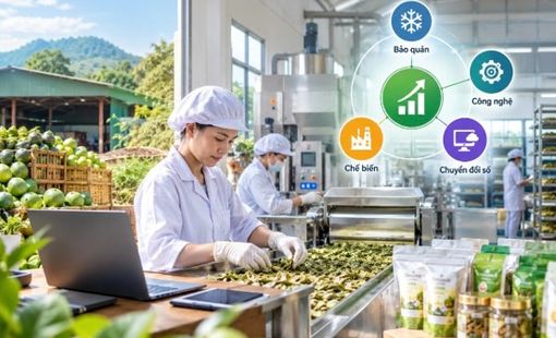 Doanh nghiệp nông thôn: Đầu tư đúng điểm nghẽn để tăng hiệu quả