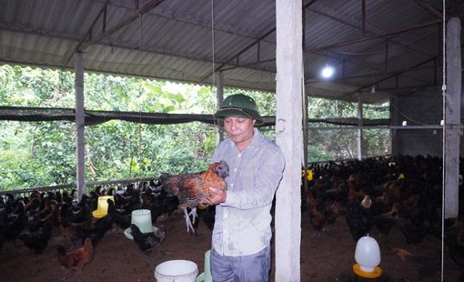 Gà đen H’Mông – Đặc sản từ vùng đất khó Yên Hòa Phú