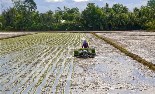 Chăm sóc lúa sau gieo sạ: Bí quyết giúp cây sinh trưởng đồng đều, giảm chi phí và nâng cao hiệu quả sản xuất