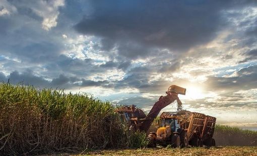 Giá đường thế giới tăng mạnh: Nguồn cung Thái Lan chịu sức ép, thị trường rung lắc