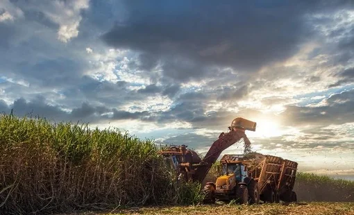 Giá đường thế giới tăng mạnh: Nguồn cung Thái Lan chịu sức ép, thị trường rung lắc