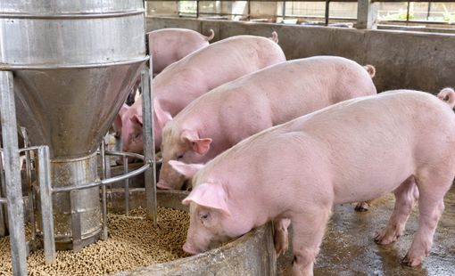 Giá heo hơi hôm nay 18/9: Tăng 1.000 đồng/kg tại hai tỉnh miền Bắc