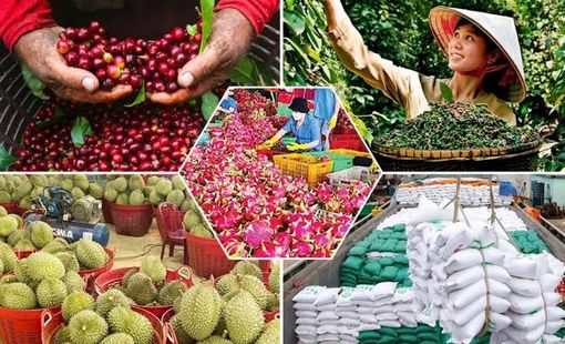 Giá nông sản hôm nay 18/9: Lúa giảm, cà phê và hồ tiêu cùng điều chỉnh