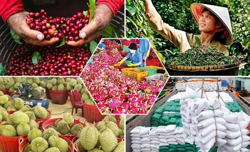 Giá nông sản hôm nay 18/9: Lúa giảm, cà phê và hồ tiêu cùng điều chỉnh