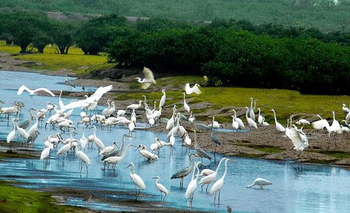 Vườn Quốc gia Xuân Thủy được công nhận là Điểm du lịch, mở hướng phát triển du lịch sinh thái gắn với bảo tồn