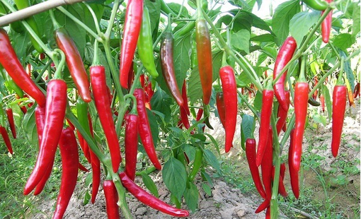 Sơn La đa dạng cây trồng, nâng cao giá trị sản xuất nông nghiệp