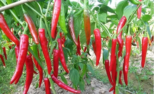 Sơn La đa dạng cây trồng, nâng cao giá trị sản xuất nông nghiệp