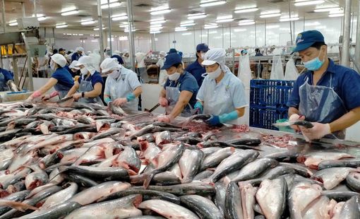 Xuất khẩu cá tra: Vượt áp lực thị trường, nâng cấp chuỗi giá trị