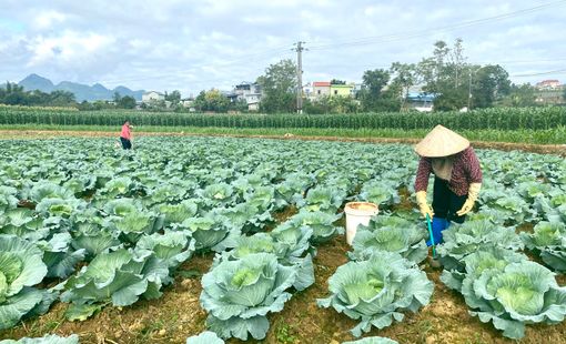 Hà Nội đẩy mạnh sản xuất gối vụ, nâng hiệu quả quỹ đất nông nghiệp
