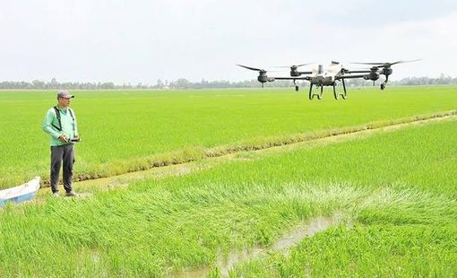 Kinh tế tập thể Đồng Tháp: Từ liên kết sản xuất đến nâng cao giá trị nông sản