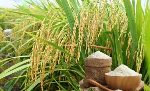 Giá lúa gạo hôm nay 22/9/2026: Gạo nguyên liệu tiếp tục giữ giá