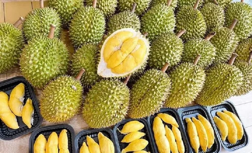 Giá sầu riêng hôm nay 22/9: Sầu Thái tại Đắk Lắk chạm 100.000 đồng/kg