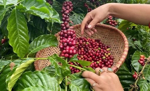 Giá cà phê hôm nay 23/9: Trong nước giảm 800 đồng/kg, xuất khẩu vẫn đứng trước nhiều sức ép