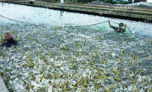 Ngành tôm Việt Nam trước áp lực môi trường và yêu cầu sản xuất xanh