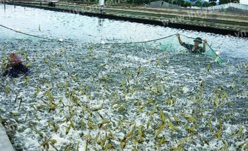 Ngành tôm Việt Nam trước áp lực môi trường và yêu cầu sản xuất xanh