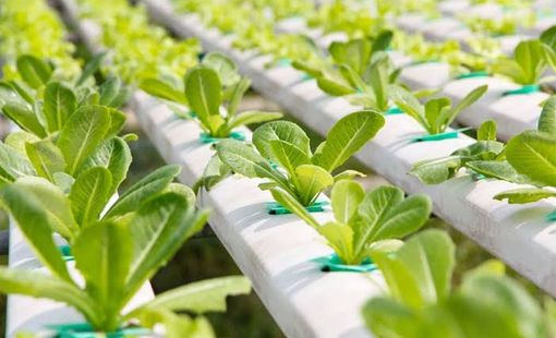 Chuyển đổi số quản lý an toàn thực phẩm: Từ truy xuất nguồn gốc đến chủ động phòng ngừa rủi ro