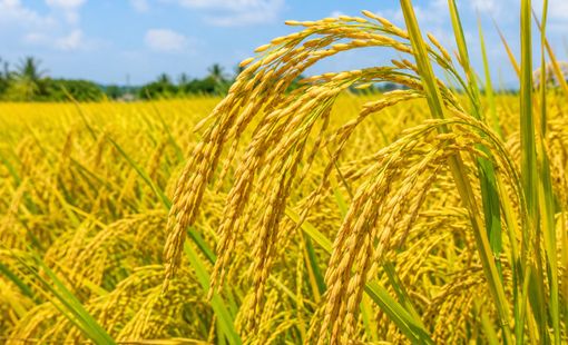 Giá lúa gạo hôm nay 25/9: Gạo nguyên liệu nhích lên, thị trường chuyển tiếp vụ Thu Đông