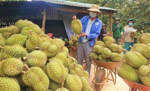 Sầu riêng Việt Nam tại Trung Quốc đối mặt thêm sức ép cạnh tranh từ Philippines
