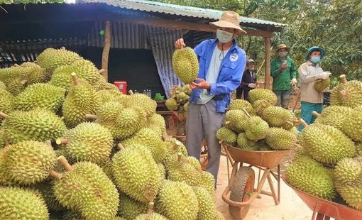 Sầu riêng Việt Nam tại Trung Quốc đối mặt thêm sức ép cạnh tranh từ Philippines